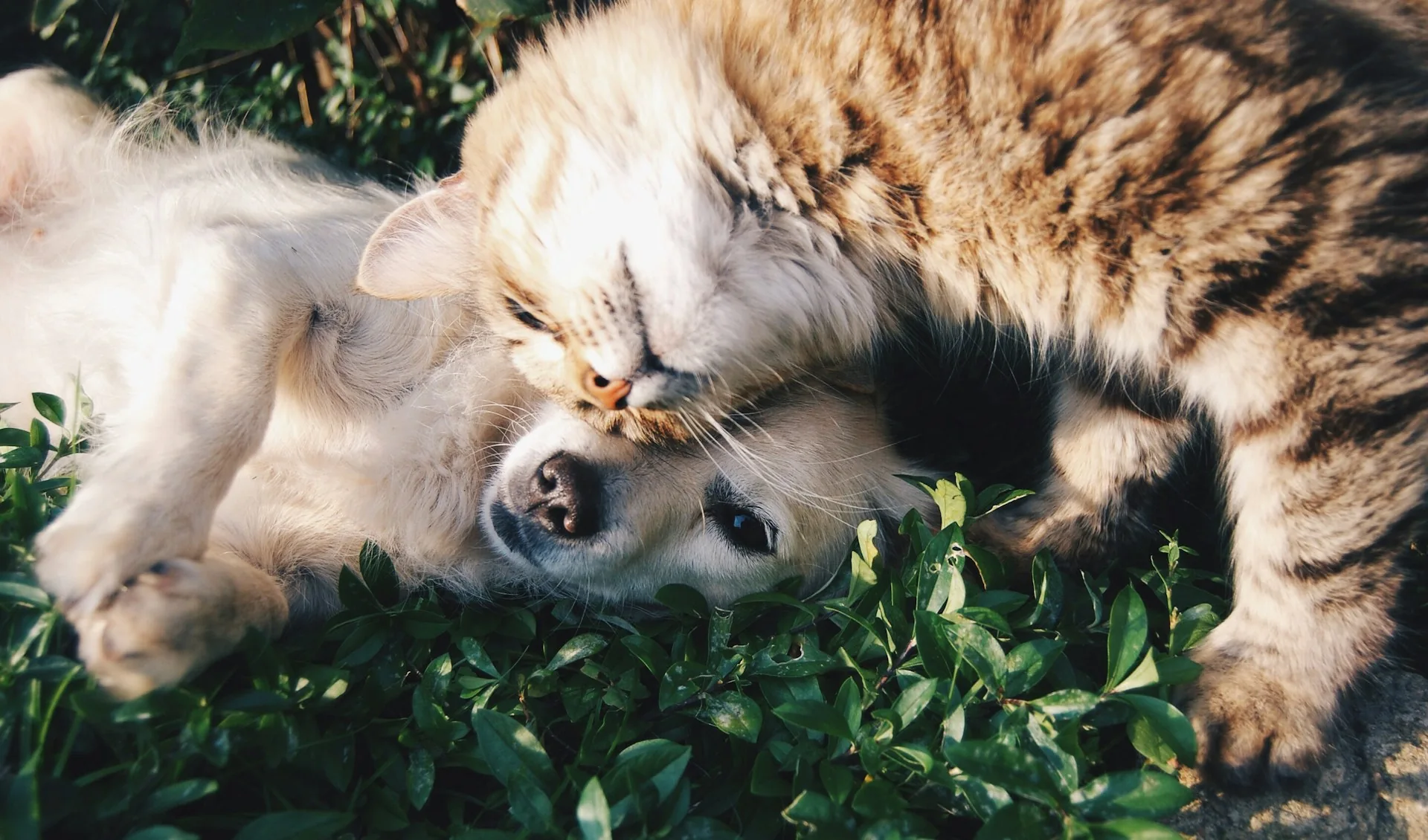 Foto: veterinária com pet