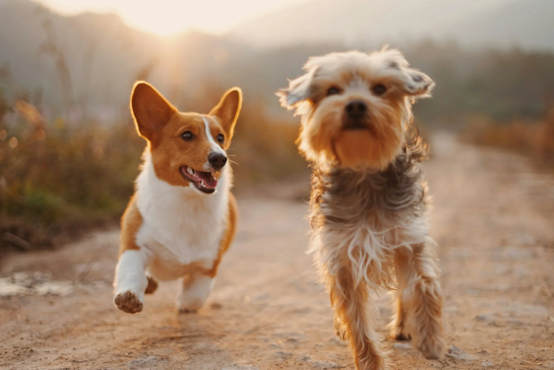 Foto: pets felizes