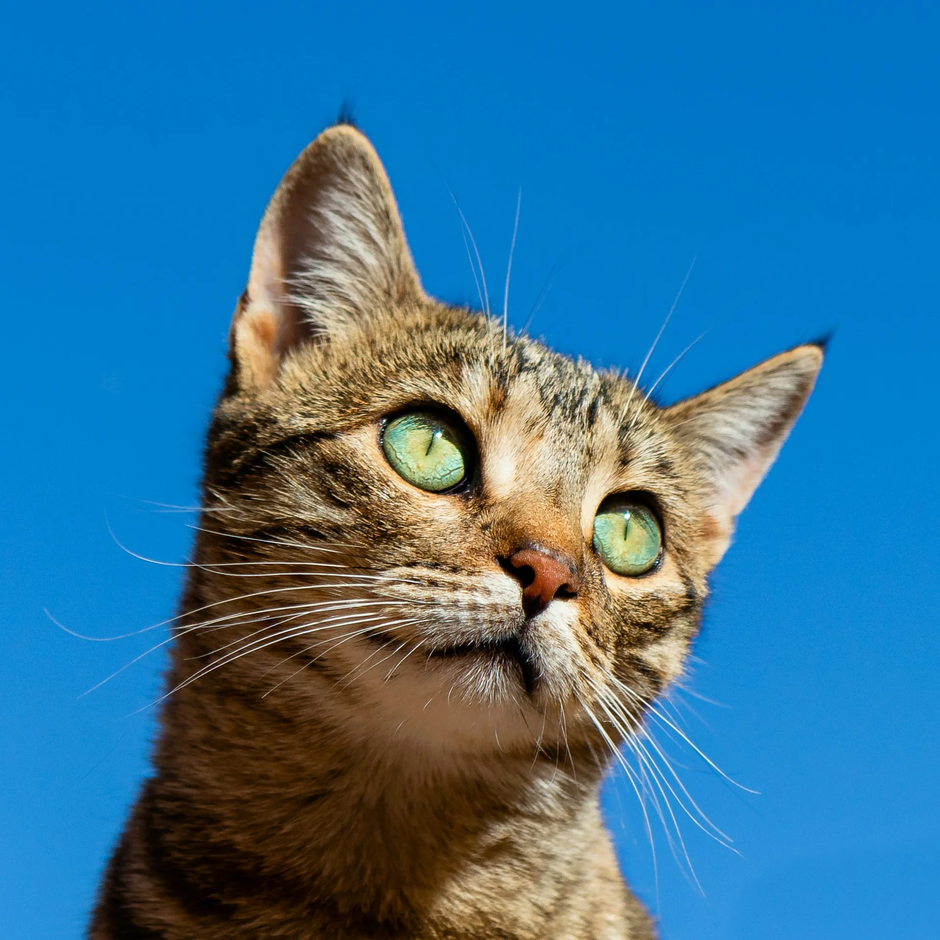 Foto: gatinho