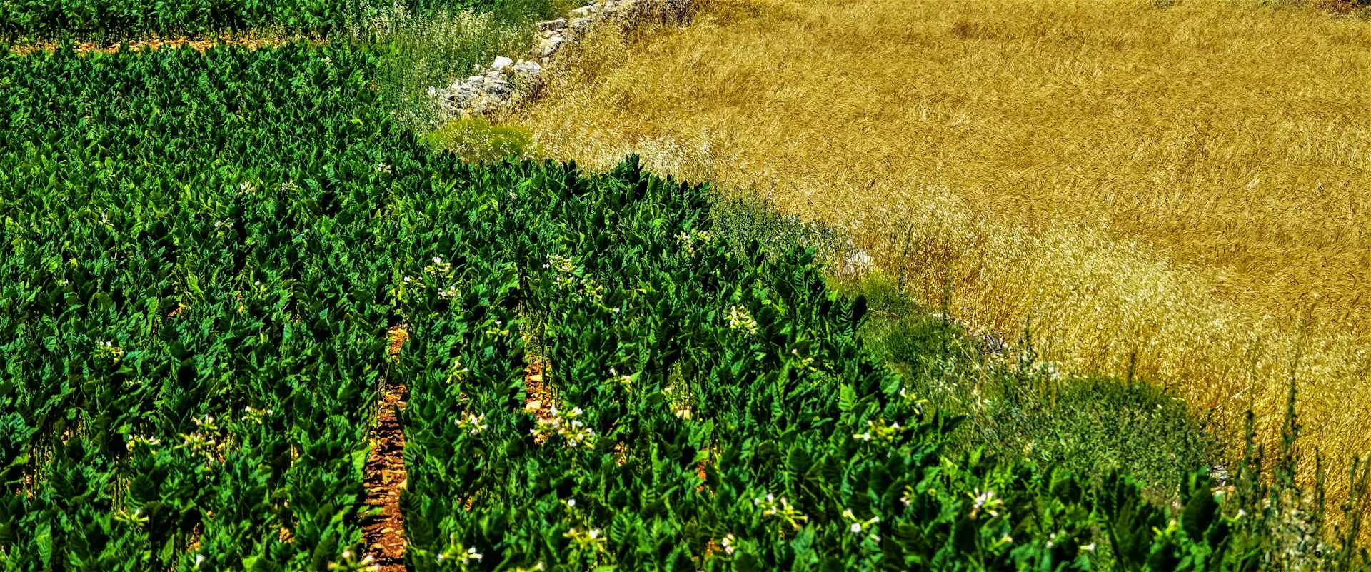 Foto do campo